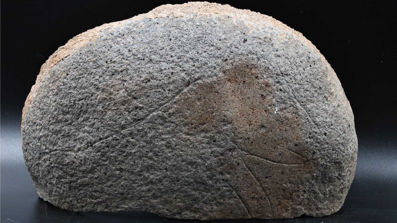 sefertepe yaban domuzu